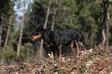 JAGDTERRIER ALLEMAND 064